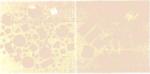 contacte de tip AgNi, AgC, AgNiC, AgCdO, WAg, AgCu in diverse compozitii, forme si dimensiuni (placute, nituri, sarme etc.)