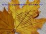 Invitatie de toamna - imagine 47205