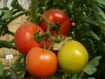 Rosaliya F1, seminte de tomate