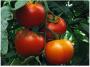 Gravitet F1, seminte de tomate - imagine 56462