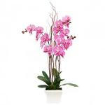 Buchet de 5 orhidee phalaenopsis mov