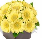 Buchet de 9 gerbera galbene