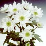 Buchet de 5 crizanteme albe