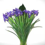 Buchet de 45  irisi mov