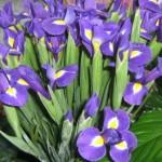 Buchet de 65 irisi mov