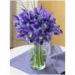 Buchet de 101 irisi mov