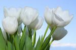 Buchet de 9 lalele albe
