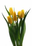 Buchet de 7 lalele galbene