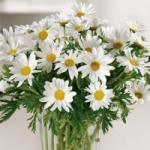Buchet de 55 crizanteme albe