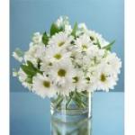 Buchet de 15 crizanteme albe