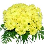 Buchet de 9 crizanteme galbene