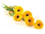 Buchet de 5 gerbera galbene