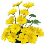 Buchet de 55 gerbera galbene