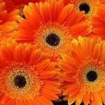 Buchet de 55 gerbera portocalii