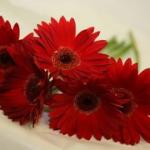 Buchet de 5 gerbera rosii