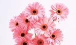 Buchet de 9 gerbera roz