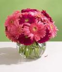 Buchet de 75 gerbera roz