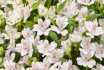 Buchet de 35 alstroemeria albe