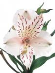 Buchet de 55 alstroemeria albe