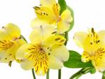 Buchet de 55 alstroemeria galbene