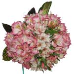 Buchet de 35 alstroemeria roz