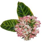Buchet de 9 alstroemeria roz