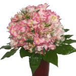 Buchet de 55 alstroemeria roz