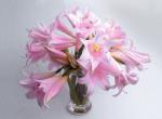 Buchet de 19 crini roz