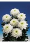 Buchet de 7 crizanteme albe
