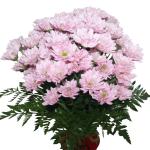 Buchet de 9 crizanteme roz