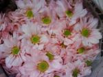 Buchet de 19 crizanteme roz