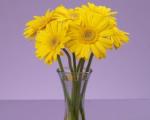 Buchet de 7 gerbera galbene