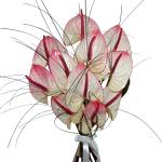 Buchet de 11 Anthurium roz