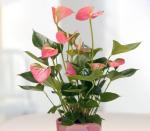 Buchet de 19  Anthurium roz
