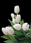 Buchet de 7 lalele albe