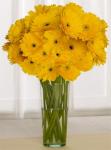 Buchet de 45 gerbera galbene
