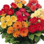 Buchet de 55 gerbera multicolore