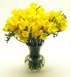 Buchet de 45 frezii galbene
