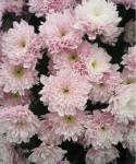 Buchet de 55 crizanteme roz