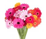 Buchet de 75 gerbera multicolore