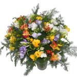Buchet de 55 frezii multicolore