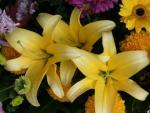 Buchet de 45 crini galbeni