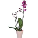 Orhidee phalaenopsis mov