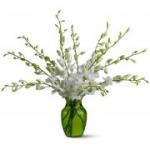 Buchet de 19 orhidee dendrobium albe