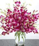 Buchet de 49 orhidee dendrobium mov
