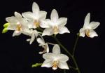 Buchet de 5 orhidee phalaenopsis albe