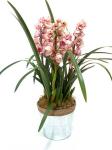 Buchet de 7 orhidee cymbidium mov