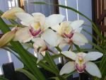 Buchet de 3 orhidee cymbidium albe