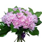 Buchet de 5 crizanteme roz