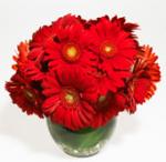 Buchet de 75 gerbera rosii